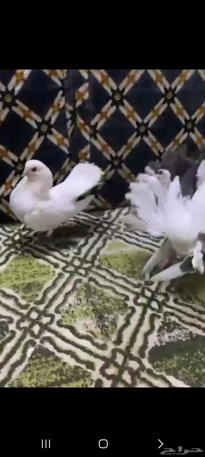 حمام هزازي 2
