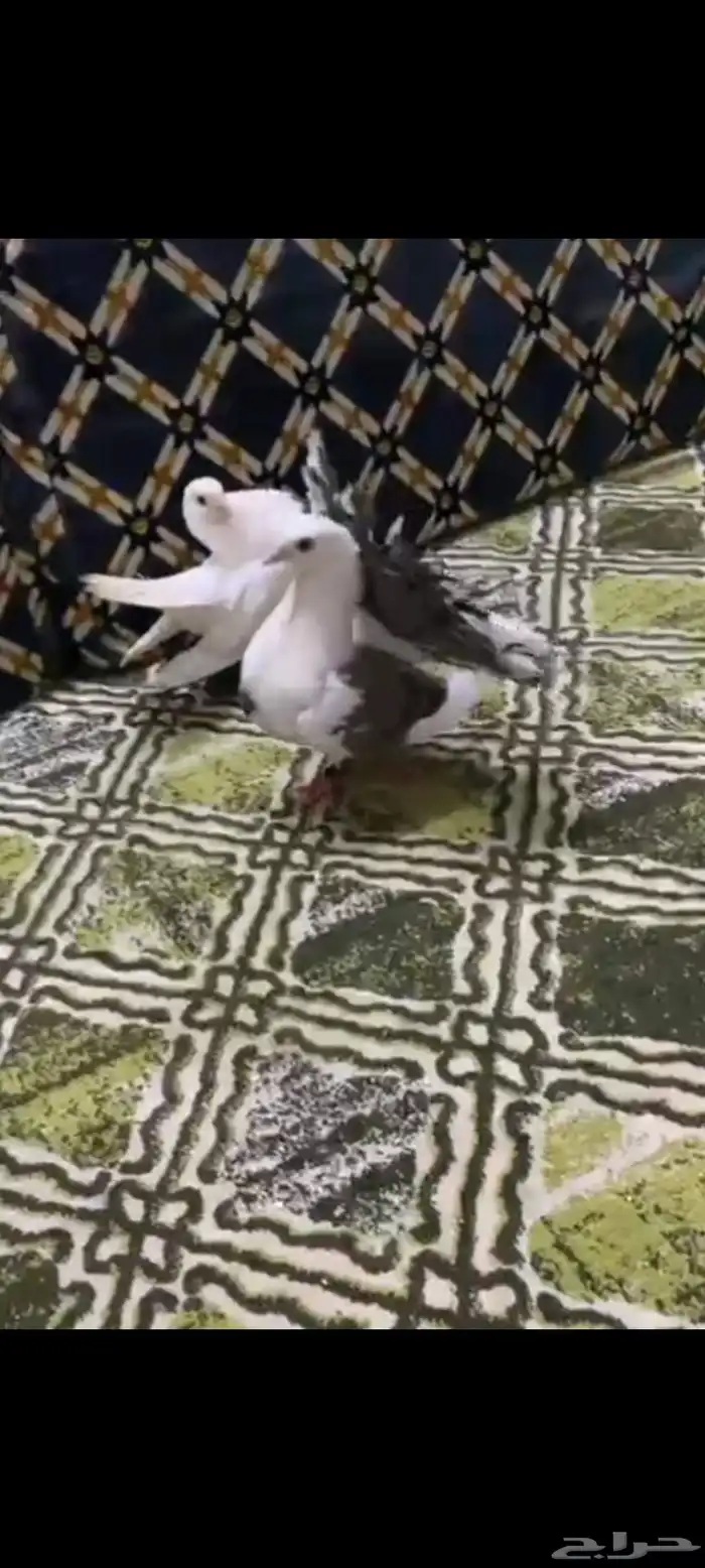 حمام هزازي 3