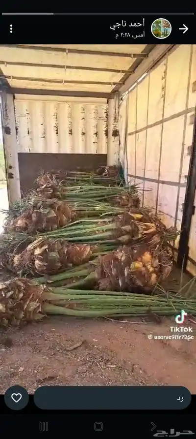 توريد وتركيب جميع انواع النخيل 9