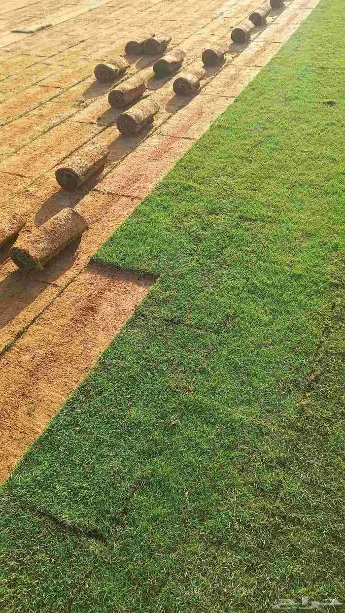 توريد جميع انواع الثيل الطبيعي الفرنسي 1