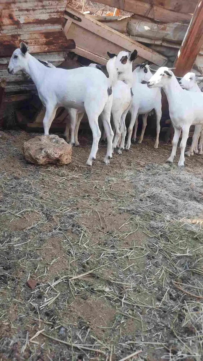 جفار وتيوس ذبايح 2