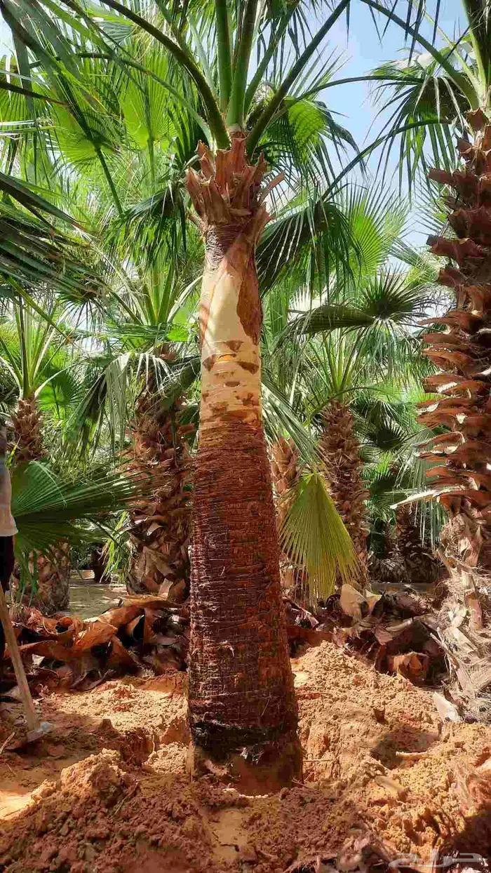 نخيل واشنطني أمريكي زينه 0