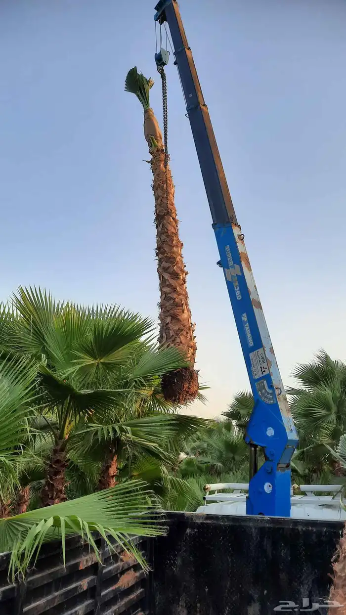 نخيل واشنطني أمريكي زينه 3