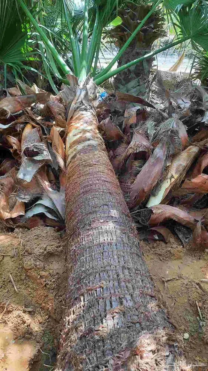 نخيل واشنطني أمريكي زينه 2