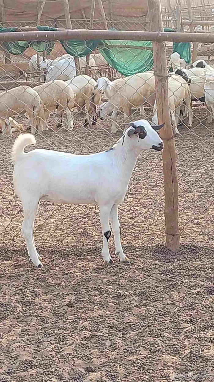 معنا عنق بلدي مزايين رقم واحد معانا تيوس بلدي لباني رقم واحد 6
