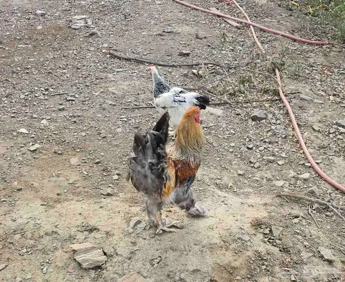 ديوك براهما للبيع 3