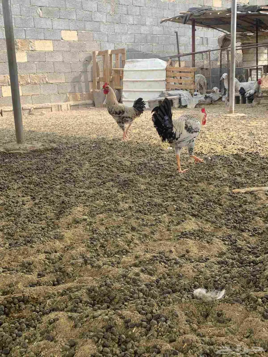 2 ديكه بلديه كفو 0