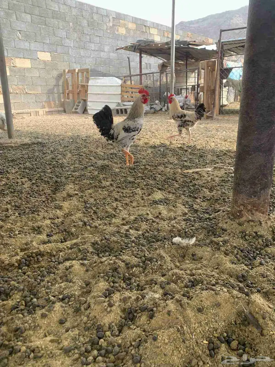 2 ديكه بلديه كفو 1