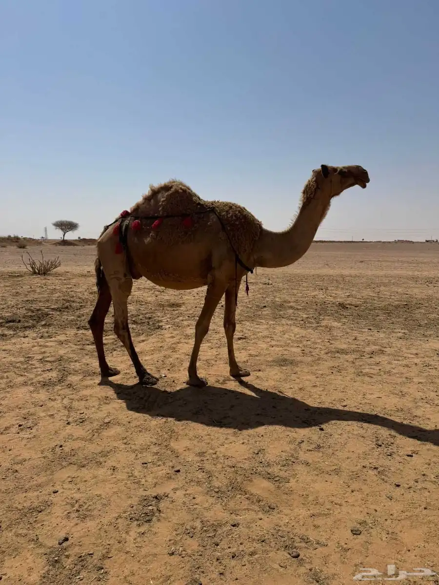 نقه كفو خلفه هديه 0