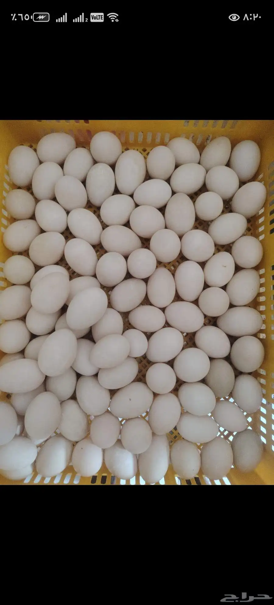 بيض بط بلدي مخصب وبيض دجاج 4