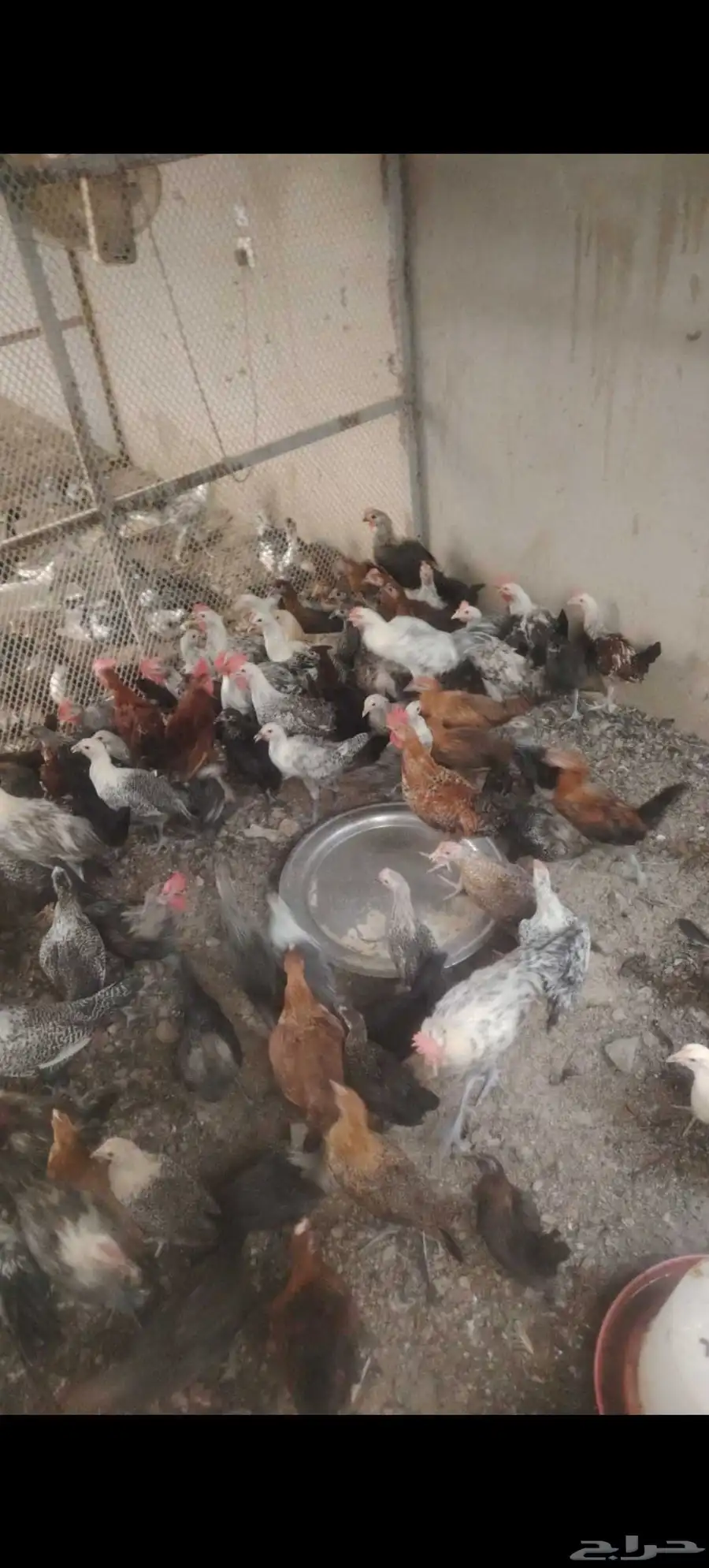 بيض بط بلدي مخصب وبيض دجاج 1