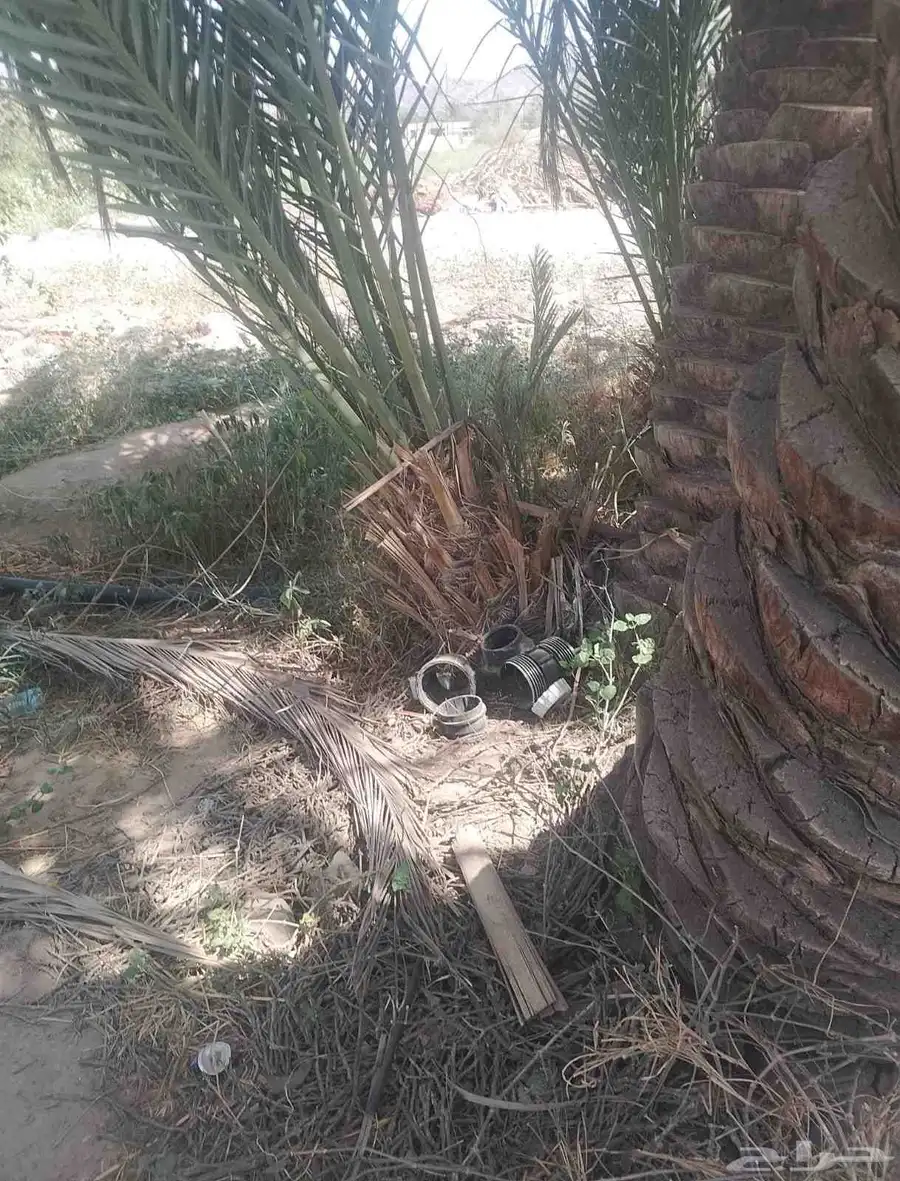 عامر نخل موجود بياض مواكيل شيشي برحي 8