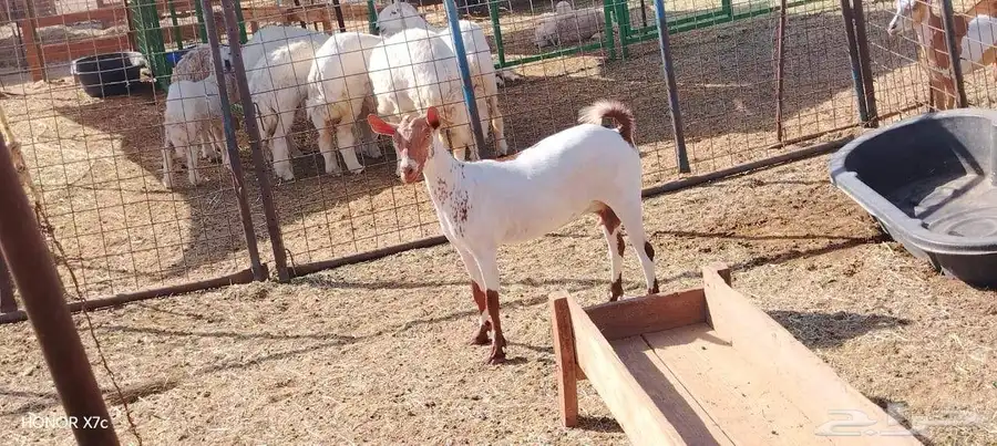 جفره رباعيه مزيونه مرخا 3