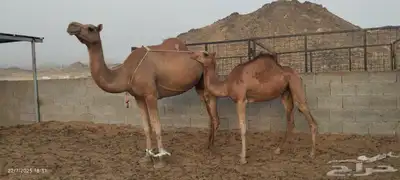 بكره للبيع 10