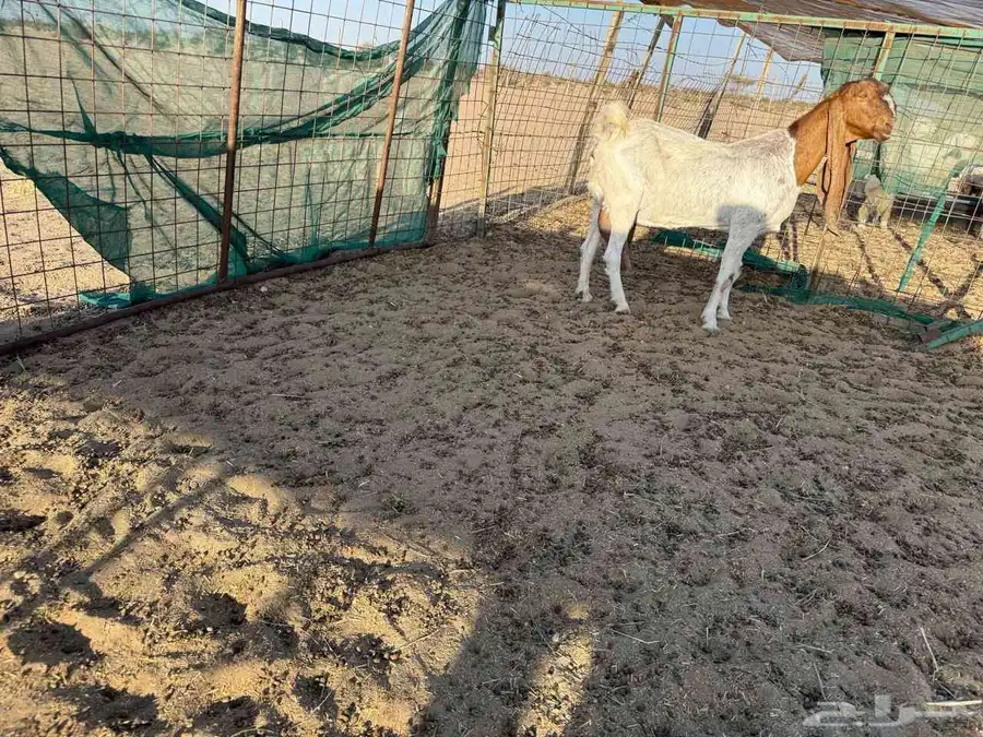 عنز حجازية فاخره رقبه وراس نادر حليب وافر جدا جدا 1