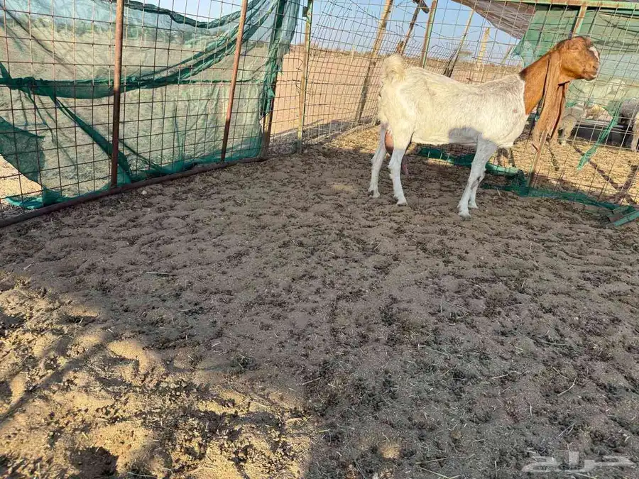 عنز حجازية فاخره رقبه وراس نادر حليب وافر جدا جدا 2