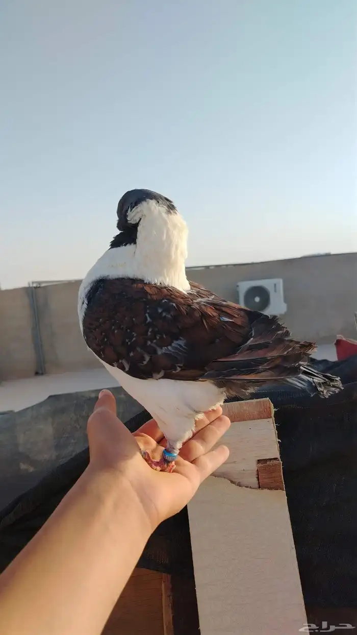 للبيع حمامه كنق 3
