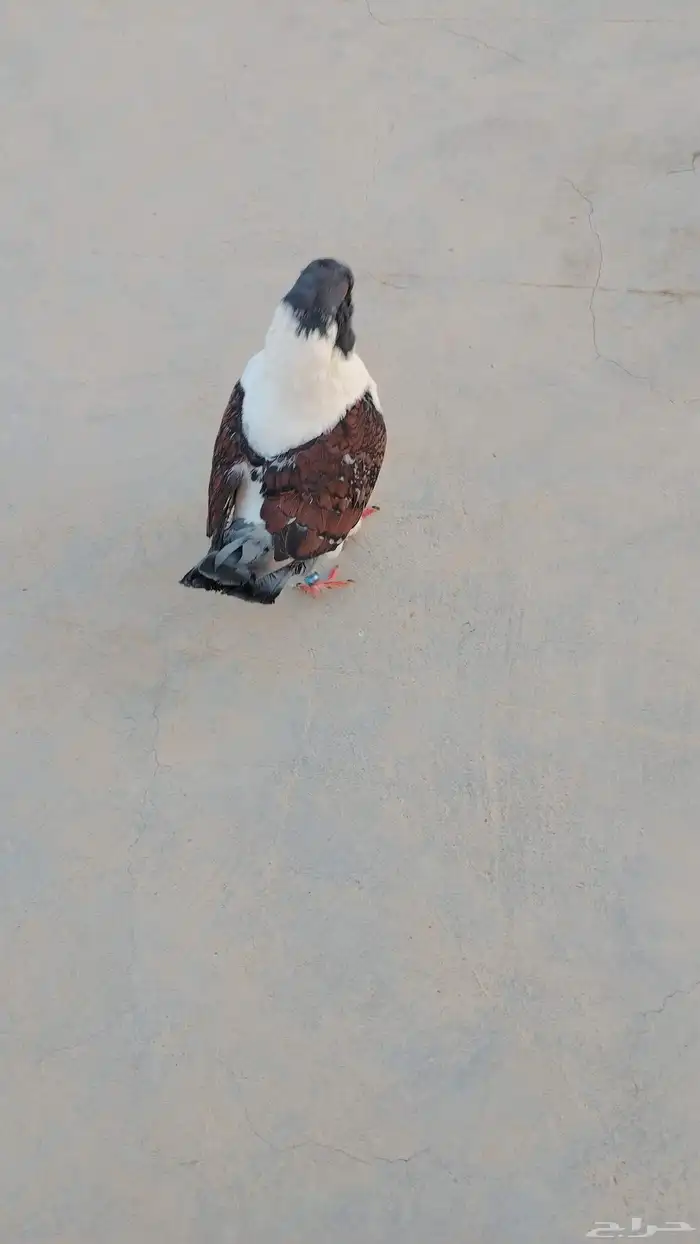 للبيع حمامه كنق 1