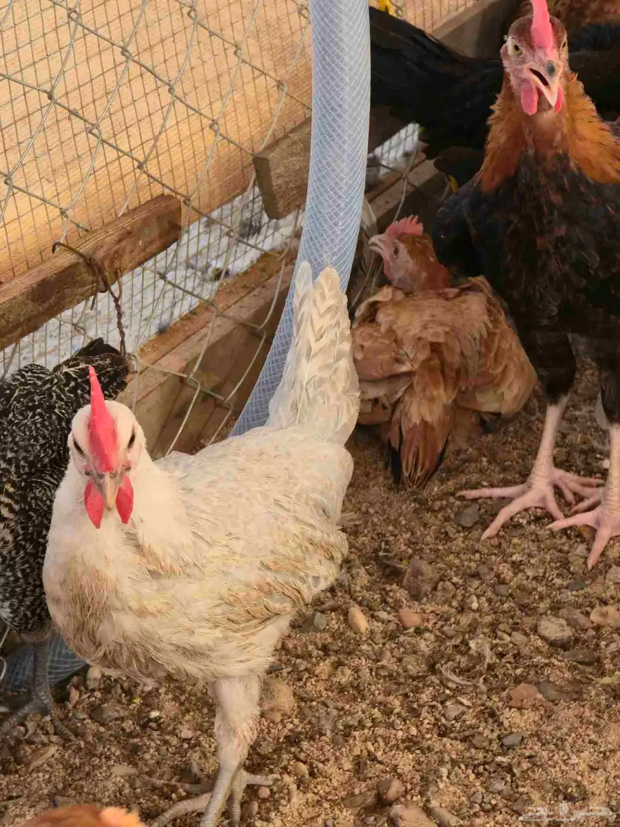 دجاج فيومي المونيوم بشاير اعمار 3 شهور 5