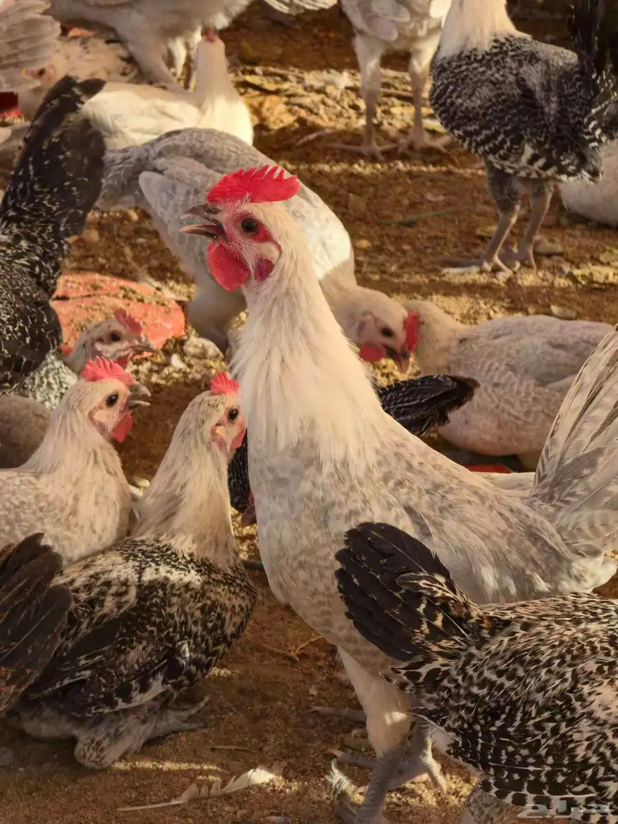 دجاج فيومي المونيوم بشاير اعمار 3 شهور 2