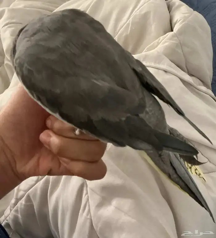 كروان تبني(تم التنبي) 0