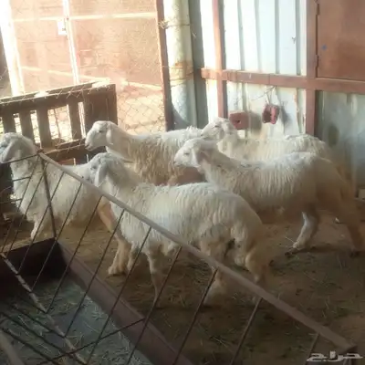 خمسة تم البيع طليان باشوت تم البيع 2