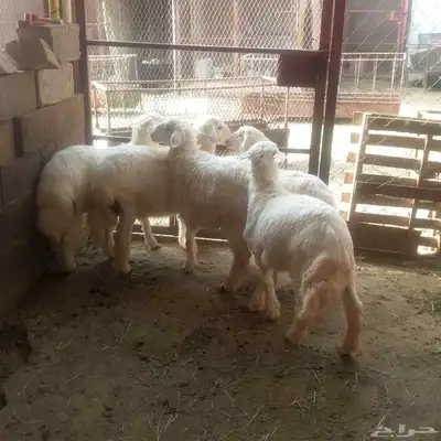 خمسة تم البيع طليان باشوت تم البيع 4