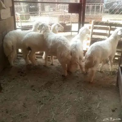 خمسة تم البيع طليان باشوت تم البيع 0