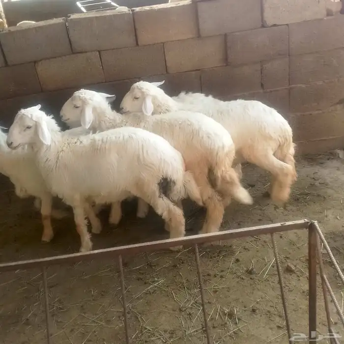 خمسة تم البيع طليان باشوت تم البيع 1