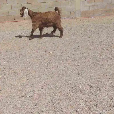 جفره مصريه. عمرها 6 شهر. سليما من اي مرض 1