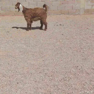 جفره مصريه. عمرها 6 شهر. سليما من اي مرض 2