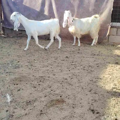 معزه العدد 2 سن رباع. ديد سلم وحده مضرع عل فحص 3
