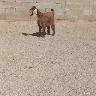 جفره مصريه. عمرها 6 شهر. سليما من اي مرض 3