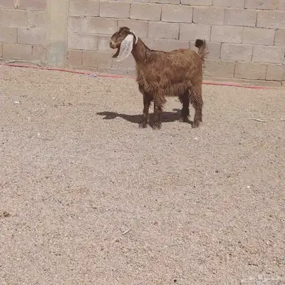جفره مصريه. عمرها 6 شهر. سليما من اي مرض 0