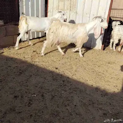 معزه العدد 2 سن رباع. ديد سلم وحده مضرع عل فحص 1
