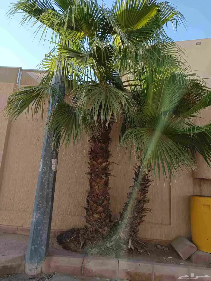 نخل واشنطن 1