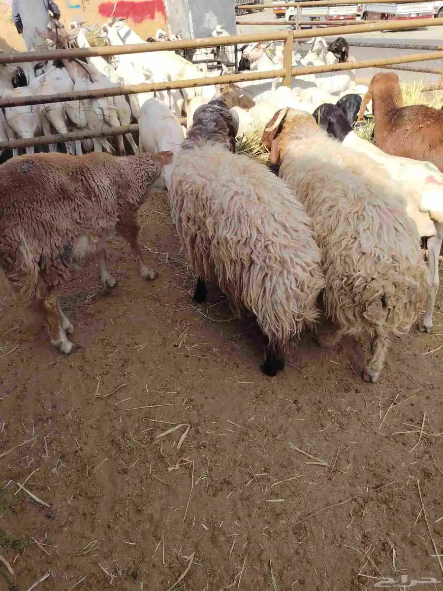 قعدان ونعيمى وسواكن وبربرى وتيوس 3