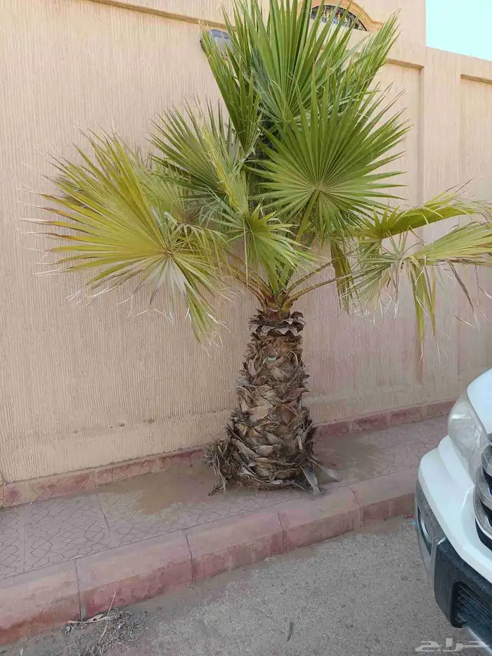 نخل واشنطن 2