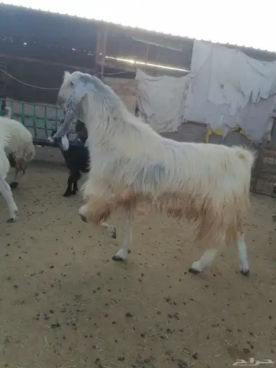 تيس سدس شبب 4
