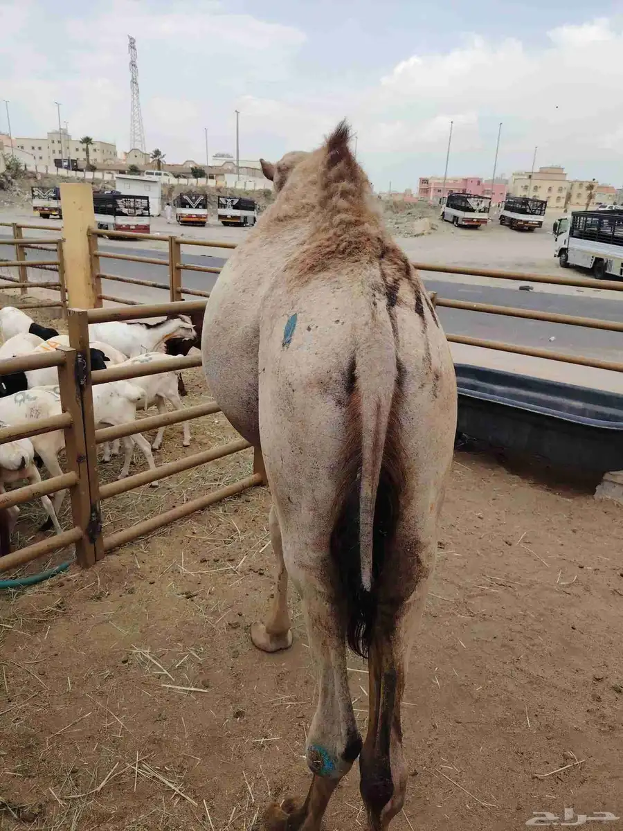 قعدان ونعيمى وسواكن وبربرى وتيوس 6