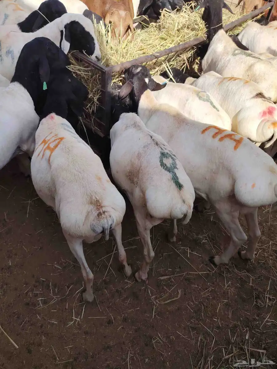 قعدان ونعيمى وسواكن وبربرى وتيوس 7