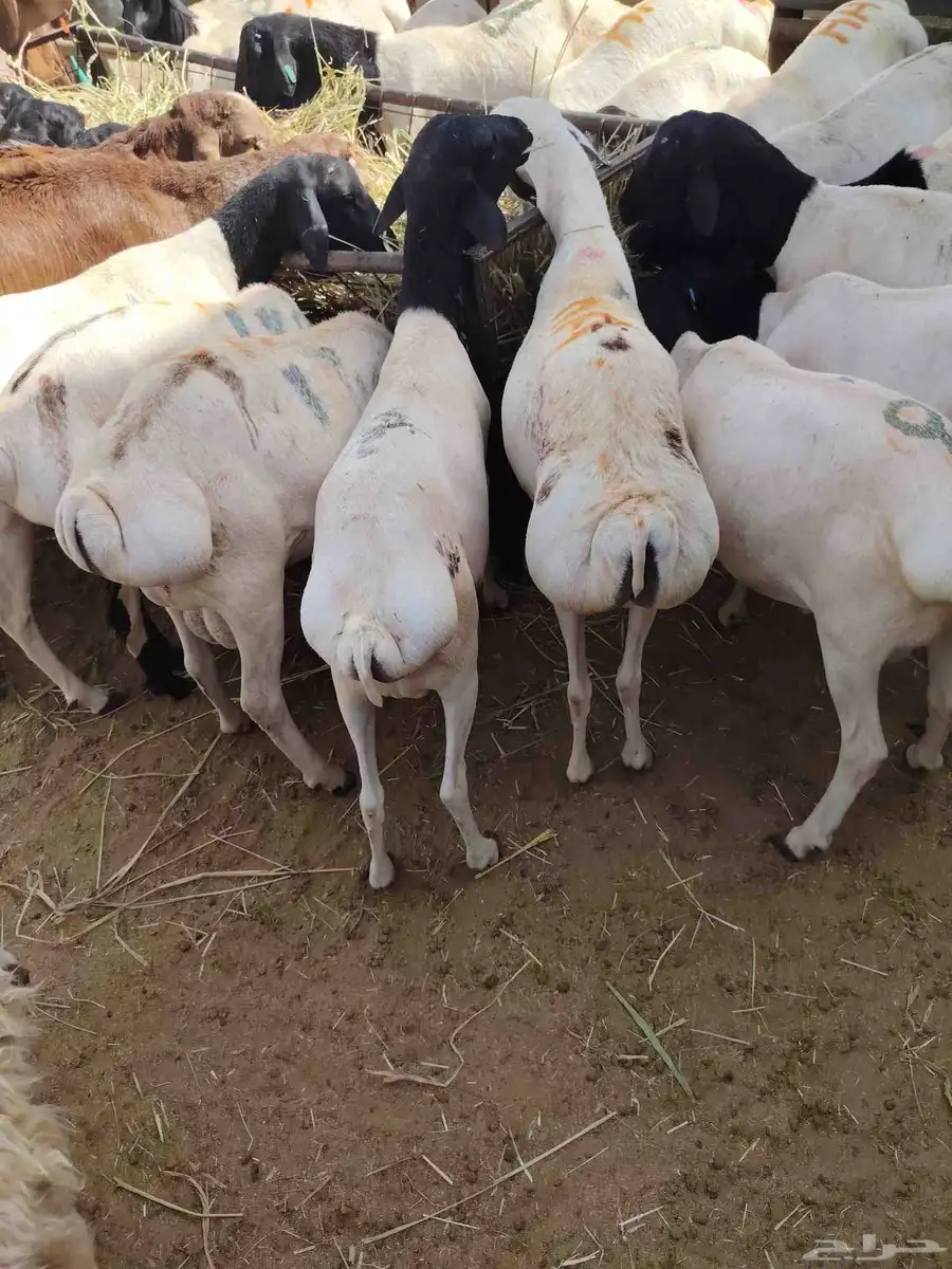 قعدان ونعيمى وسواكن وبربرى وتيوس 8