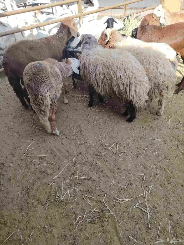 قعدان ونعيمى وسواكن وبربرى وتيوس 4