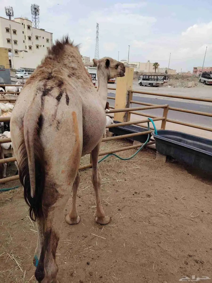 قعدان ونعيمى وسواكن وبربرى وتيوس 5