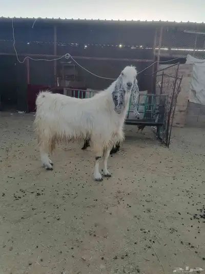 تيس سدس شبب 2