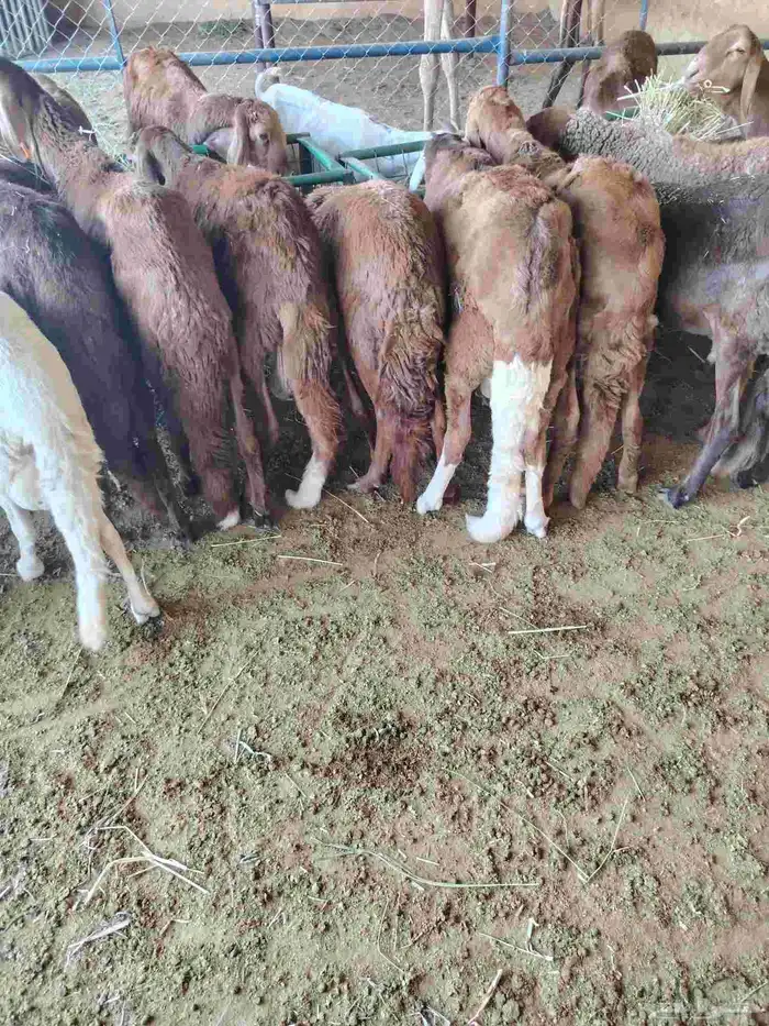 قعدان ونعيمى وسواكن وبربرى وتيوس 2