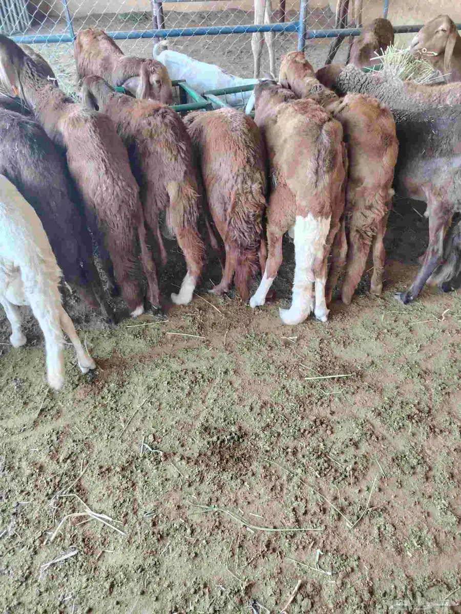 قعدان ونعيمى وسواكن وبربرى وتيوس 2