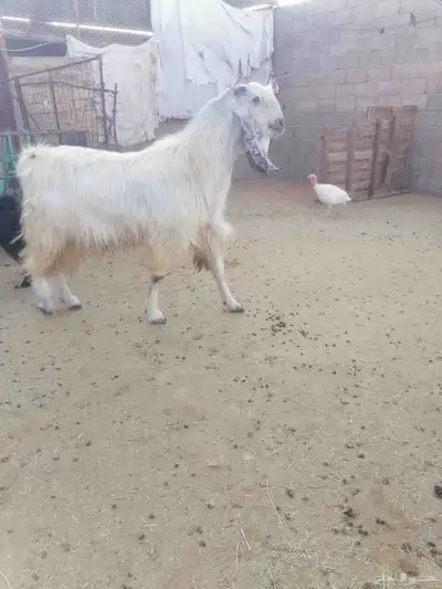 تيس سدس شبب 0