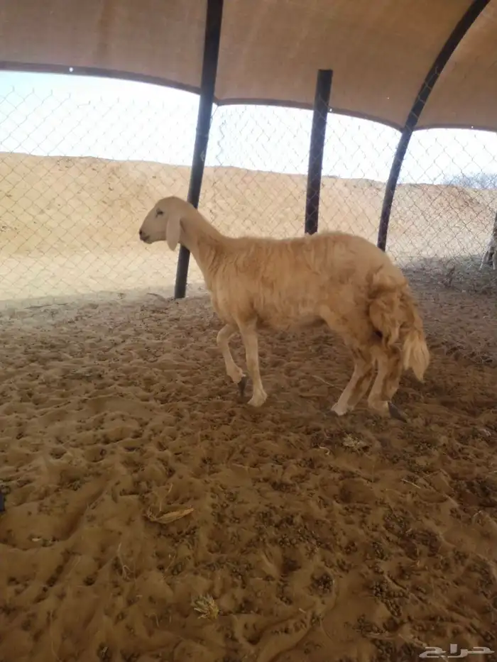 رخل حريه 2
