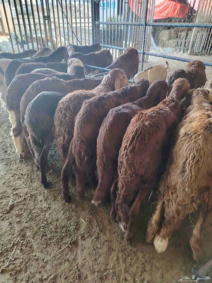 قعدان ونعيمى وسواكن وبربرى وتيوس 1